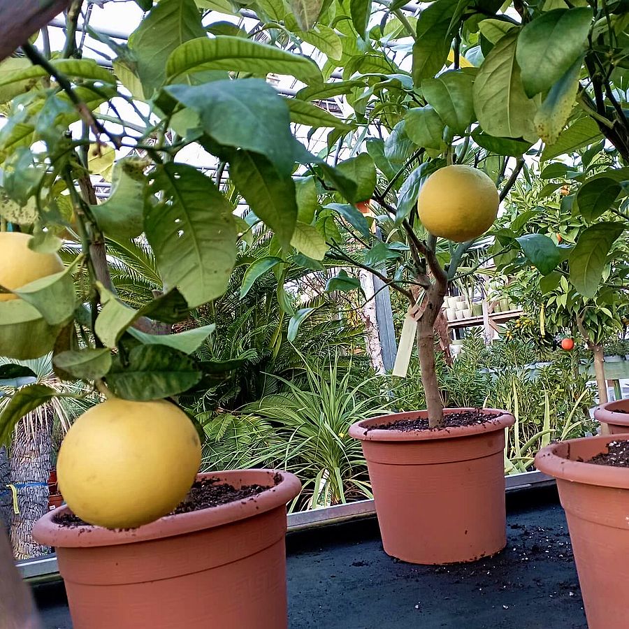 Grapefruit Citrus x paradisi (Grapefruit)